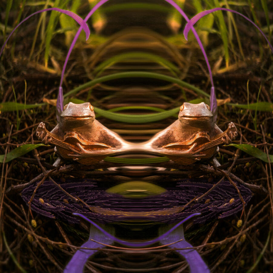 I Am Done With The Frog (2026)